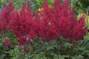 Astilbe 'Red Sentinel' 